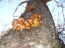 �i���{�V�R�L�m�R�j��@�v����